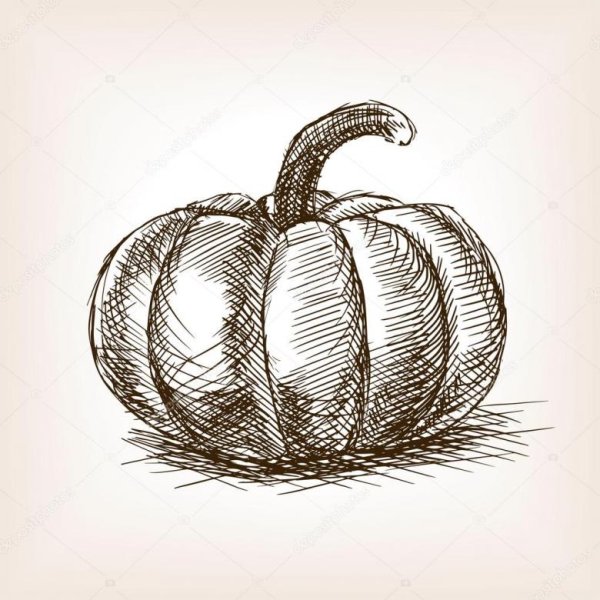 Тыква скетч карандашами