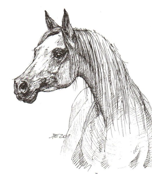 Лошадь черной ручкой