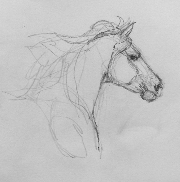 Голова лошади эскиз