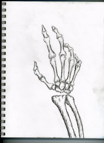 Нарисовать руку скелета