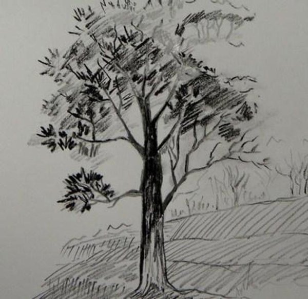 Деревья в графике