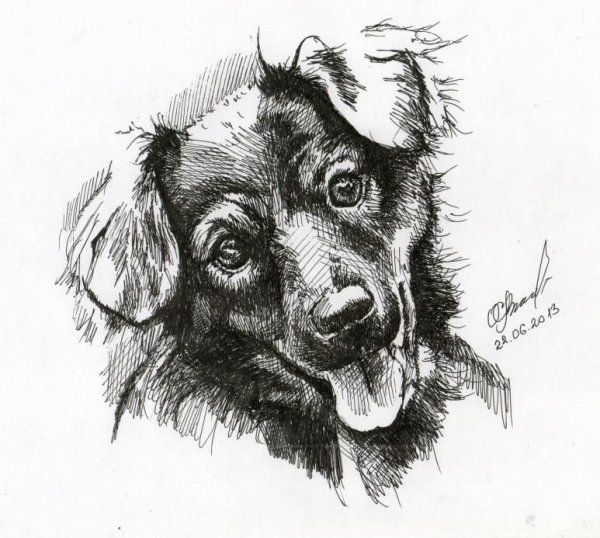 Собака Графика