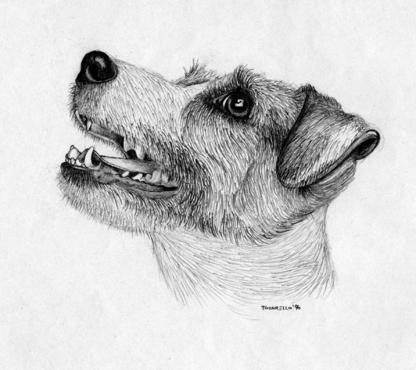 Наброски собак ручкой