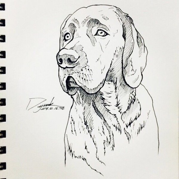 Овчарка карандашом