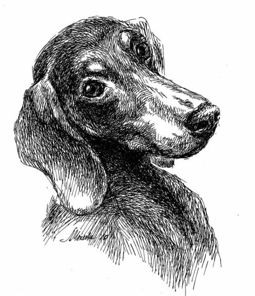 Зарисовки животных гелевой ручкой