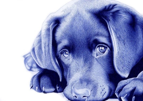 Зарисовка собаки ручкой