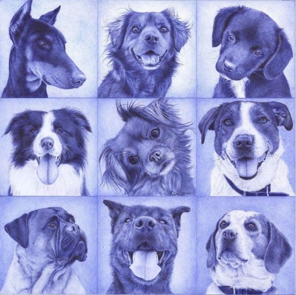 Рисунки животных карандашом