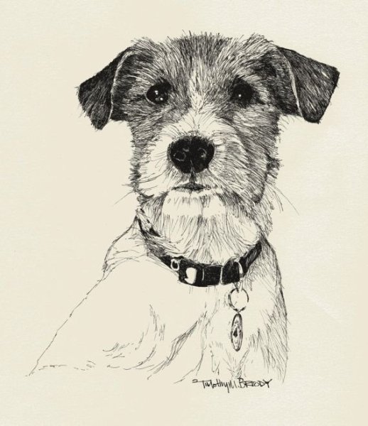 Венгерская выжла