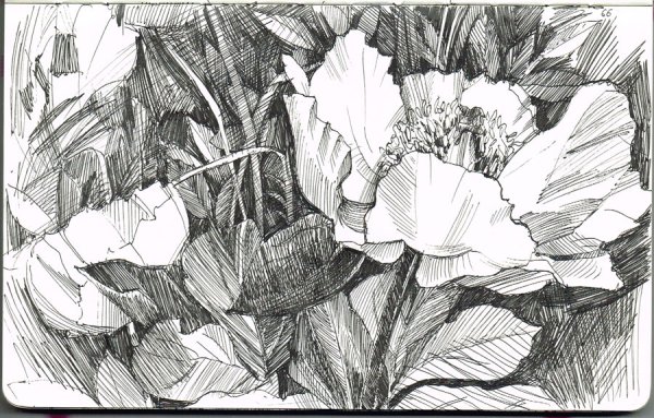 Наброски цветов ручкой