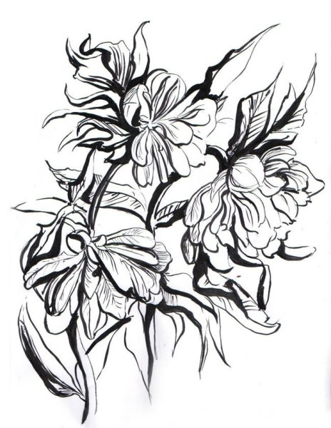 Пленэрные зарисовки растений