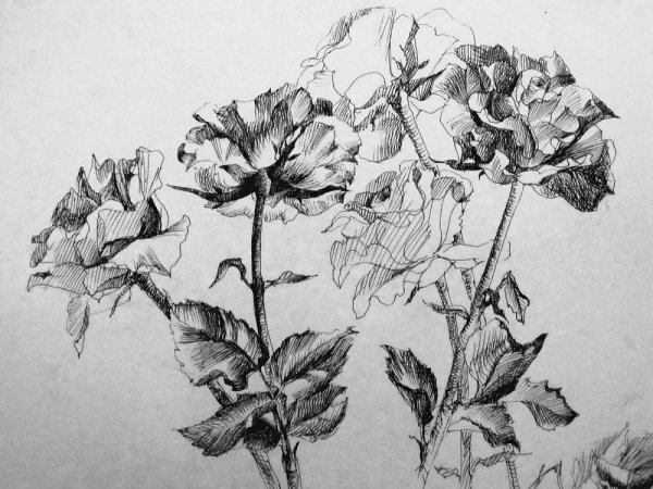 Пион Зентангл