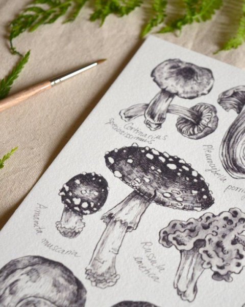 Рисунки грибов в скетчбук