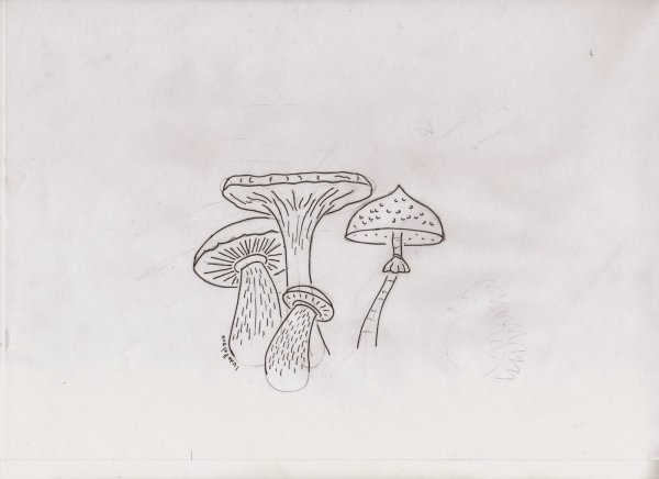 Стилизация грибов рисунок карандашом