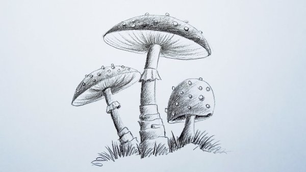 Рисунки грибов в стиле Минимализм