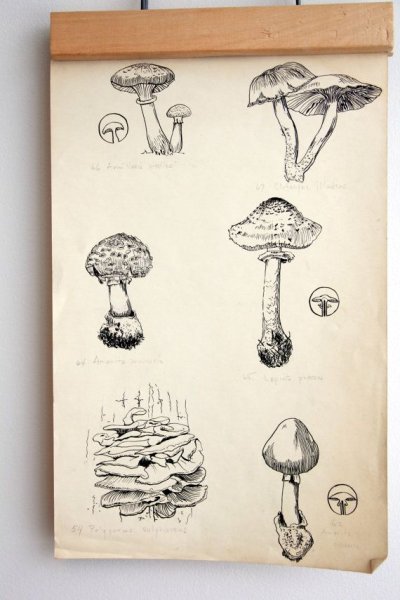 Грибы рисунок линером