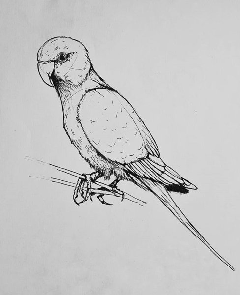 Нарисовать птицу сзади