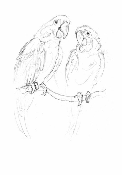 Наброски попугаев