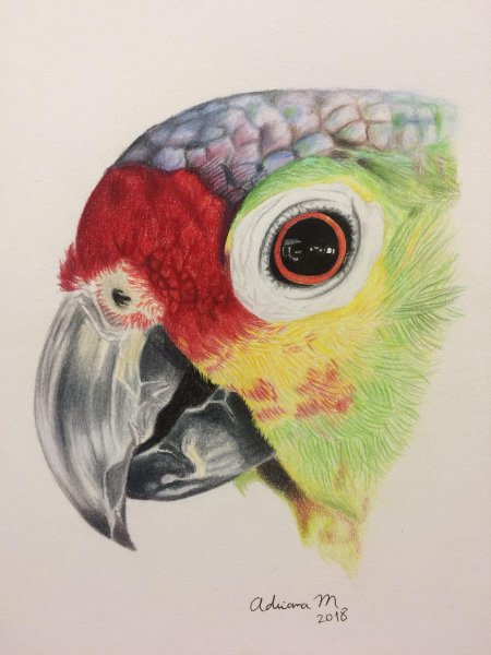 Глаза попугая рисунок