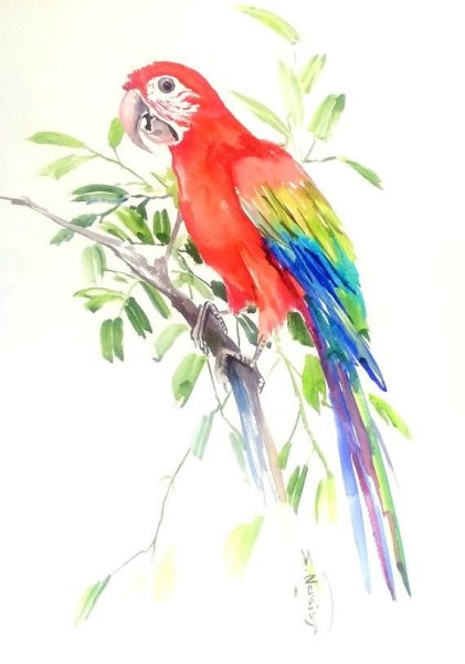 Попугай ара акварелью