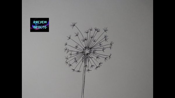 Одуванчик набросок