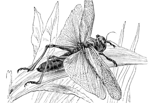 Зарисовки насекомых гелевой ручкой