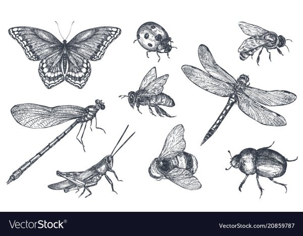 Наброски и зарисовки насекомых