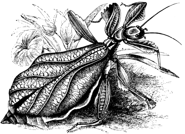 Дудлинг насекомые