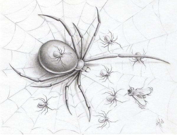 Паук карандашом