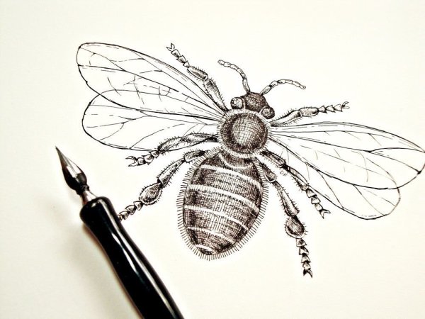 Насекомые тушью