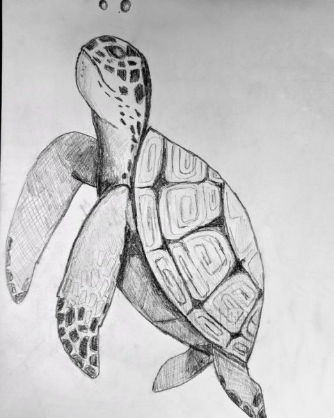 Черепаха скетч