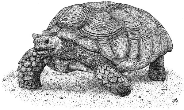 Картинки как рисовать черепаху