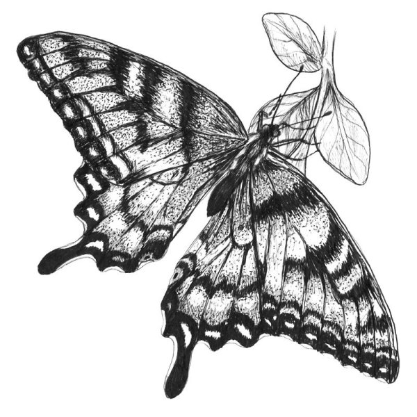 Бабочка карандашом