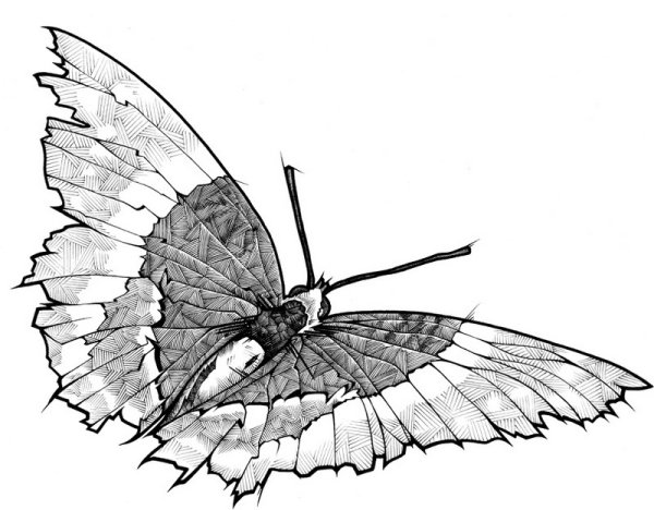 Бабочка тушью