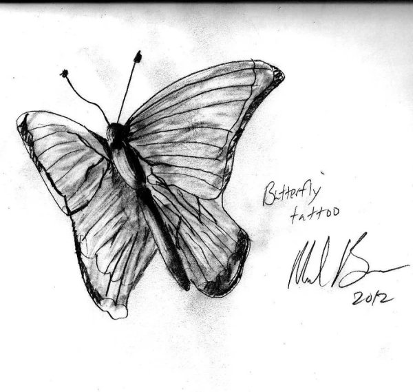 Зарисовка бабочки