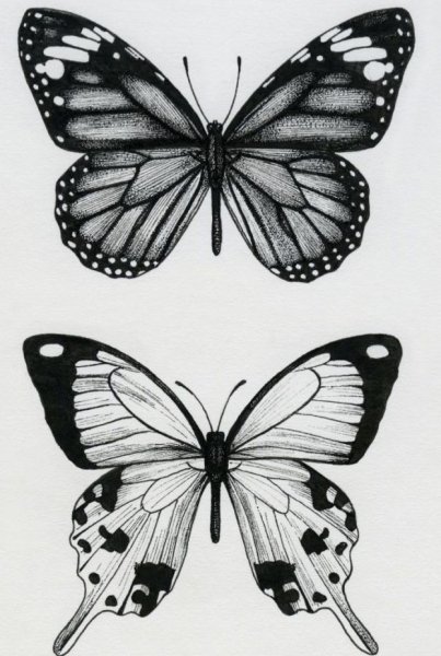 Рисуночки для скетчбука бабочки