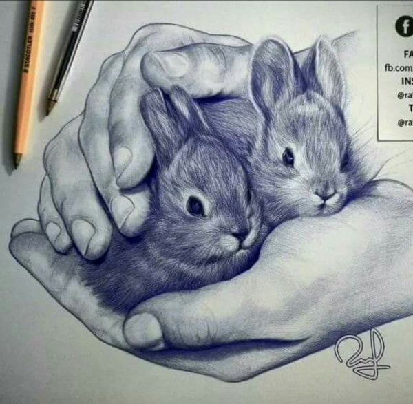 Заяц рисунок ручкой простой