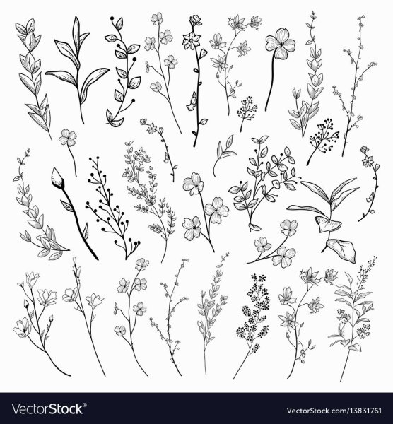 Зарисовки мелких растений