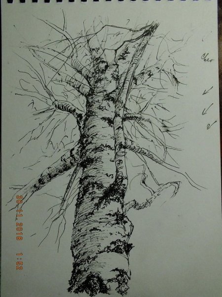 Береза гелевой ручкой