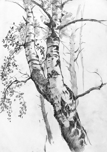 Зарисовки деревьев карандашом