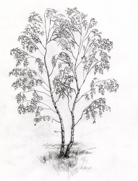 Береза раскраска