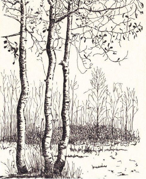 Эскиз березы карандашом