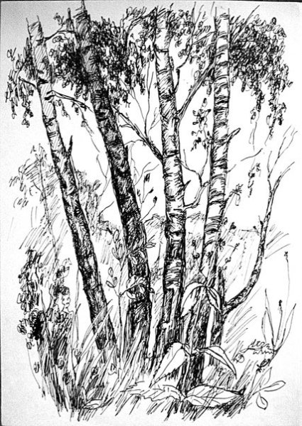 Береза Графика