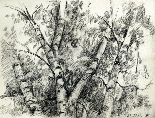 Зарисовки деревьев