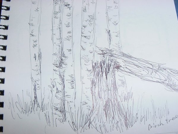 Раненая береза рисунок