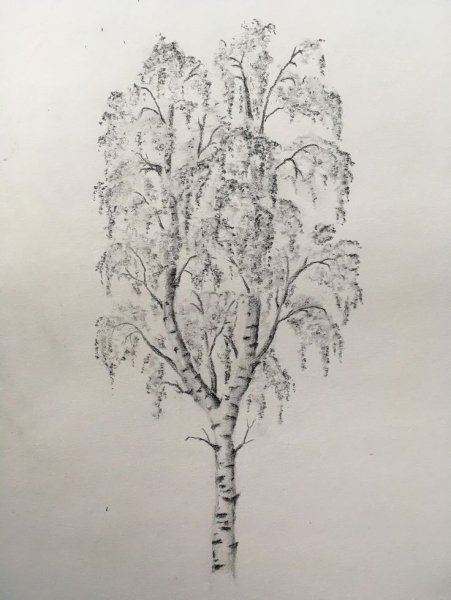 Зарисовка березы