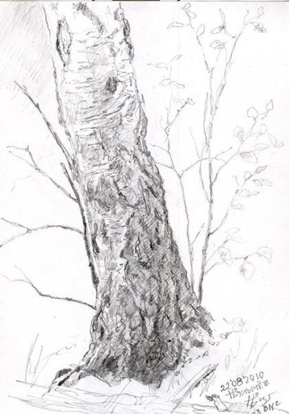 Наброски коры дерева