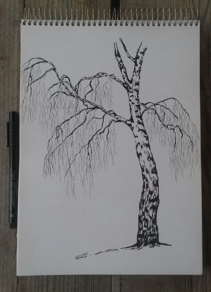 Берёза рисунок карандашом