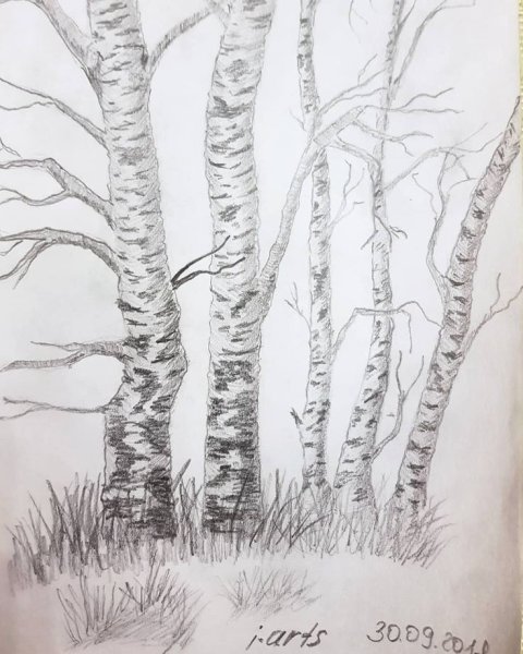 Набросок березы карандашом