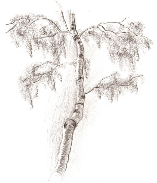 Наброски веток деревьев
