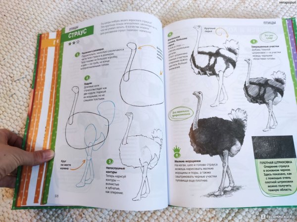 Гекко Кекк: пошаговый курс рисования для детей